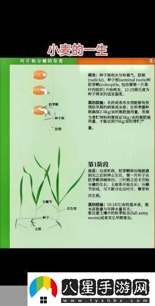 中國(guó)最早的小麥栽培證據(jù)探秘古老農(nóng)業(yè)的智慧密碼