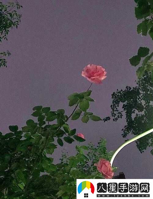 用我的手指撥動(dòng)你的心弦櫻花