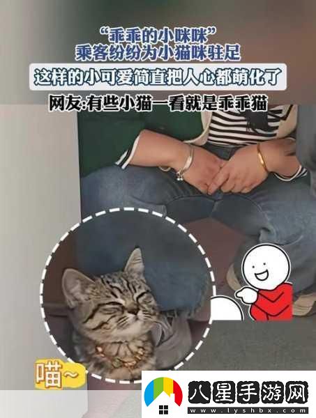 萌寵新紀(jì)元！小貓咪大城市2024年攜中文版登陸XGP