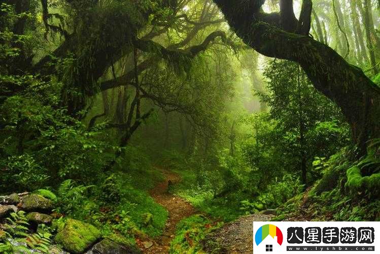 走進(jìn)你的森林，探尋神秘自然