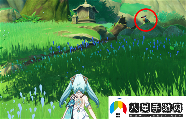 原神與珍稀之鳥的短暫邂逅任務(wù)完成技巧