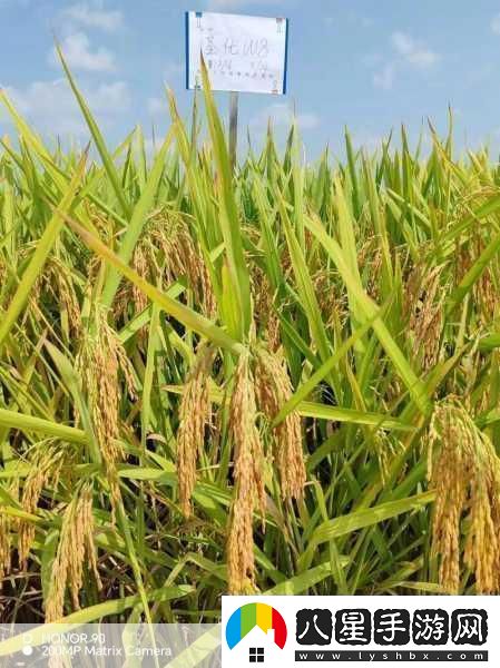 揭秘李樹(shù)生長(zhǎng)奧秘