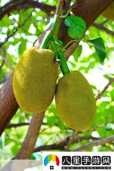 亞洲日產(chǎn)菠蘿蜜