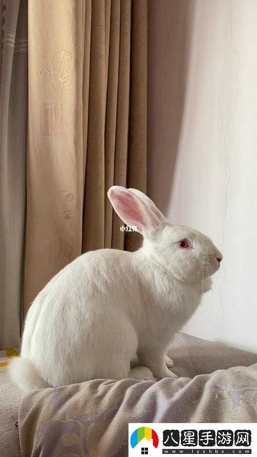 大白兔的趣味細節(jié)