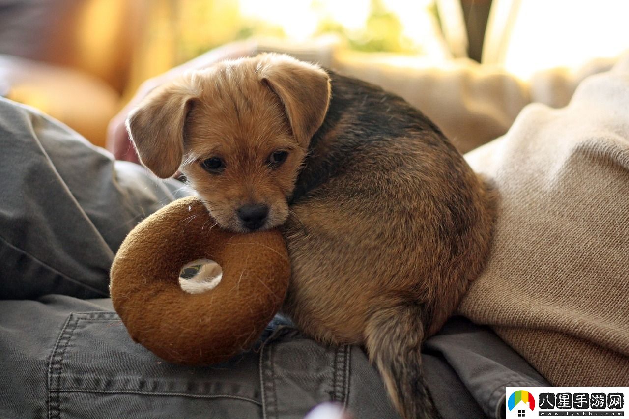 手游寵物技能學習全攻略