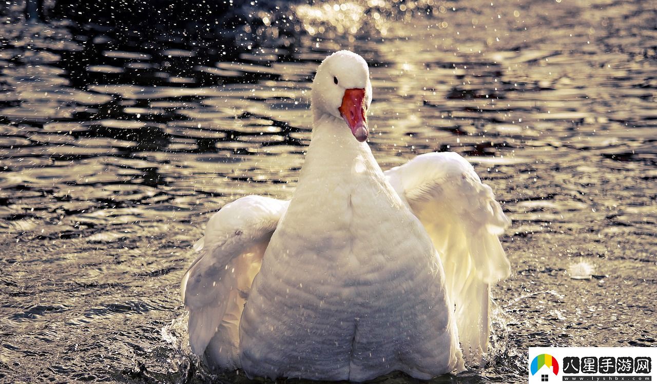 魔獸世界中的神秘使者——白色仙鶴