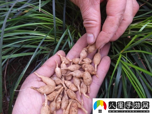 探索國產內容創(chuàng)新