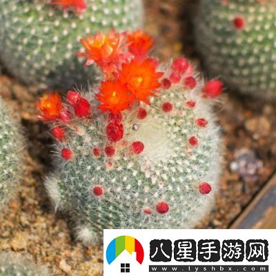 洛克王國蹦蹦草獲取方法大揭秘