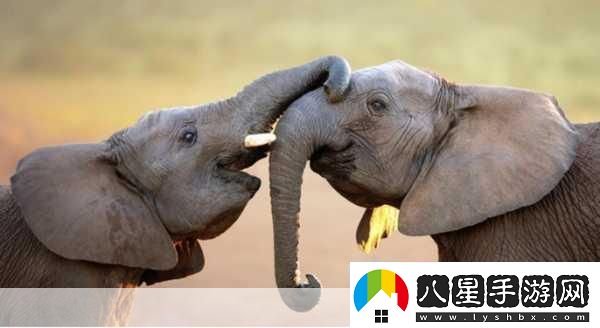 滿18點(diǎn)此安全轉(zhuǎn)入2023大象