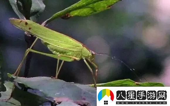 鳴蟲叫聲多樣性