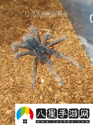 鐳明閃擊手游評測和截圖2022年最新綜述