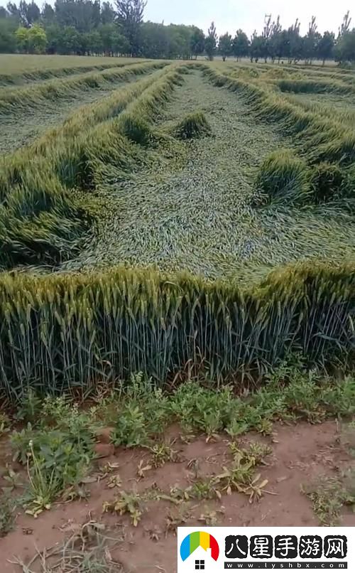 韓國朋友家的麥子