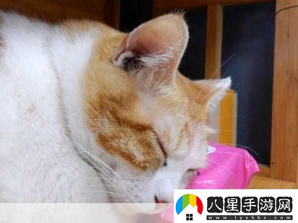 貓咪當(dāng)?shù)觊L(zhǎng)萌翻你的經(jīng)營(yíng)夢(mèng)