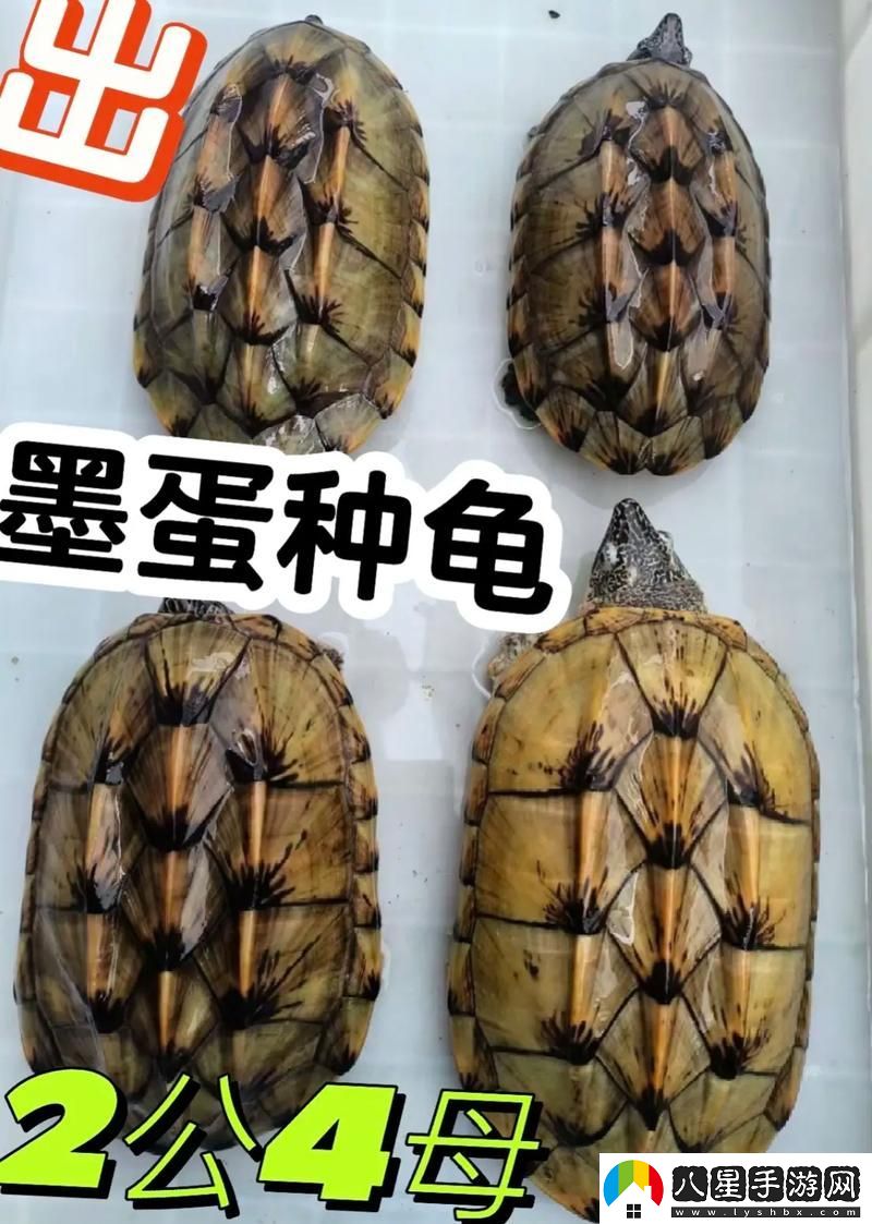 當(dāng)公翁大龜挺進我的小世界