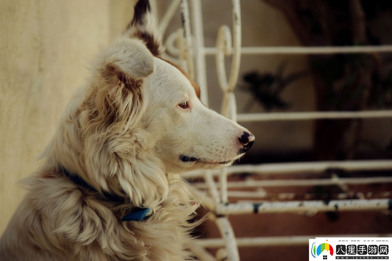 揭秘第五人格黑白熊皮膚