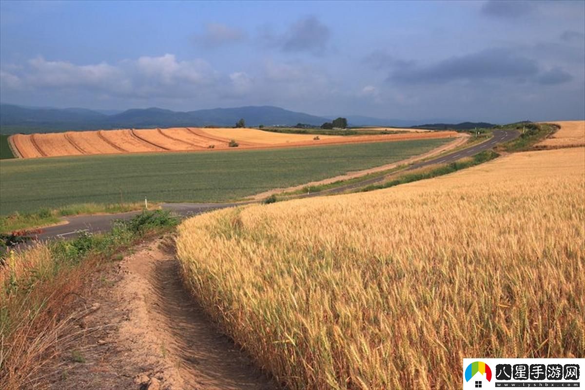 日本朋友家的麥子