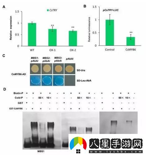 探索雜交BUCSM人類SSBA的科學(xué)意義與未來發(fā)展