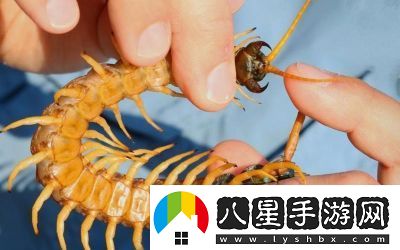智慧再現(xiàn)！沙漠蜈蚣的必勝打法